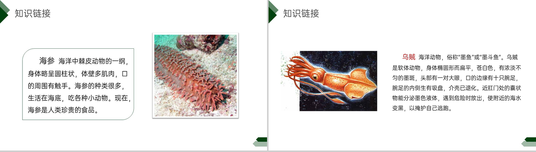 《海底世界》小学三年级语文下册第七单元精品PPT课件-3