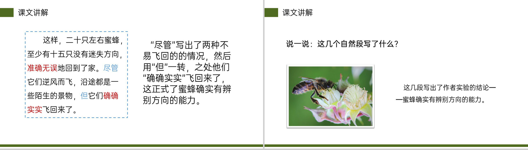 《蜜蜂》小学三年级语文下册第四单元精品PPT课件-16