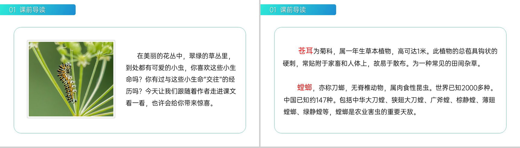 《我是一只小虫子》小学二年级语文下册精品PPT课件(第4.4课时)-2