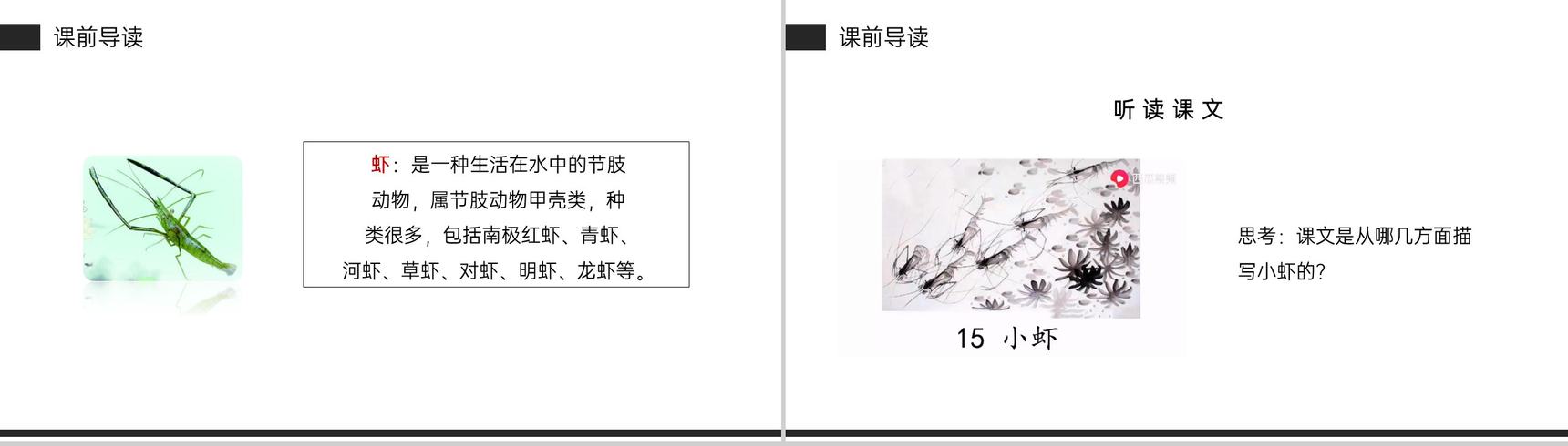 《小虾》小学三年级语文下册第四单元精品PPT课件-3