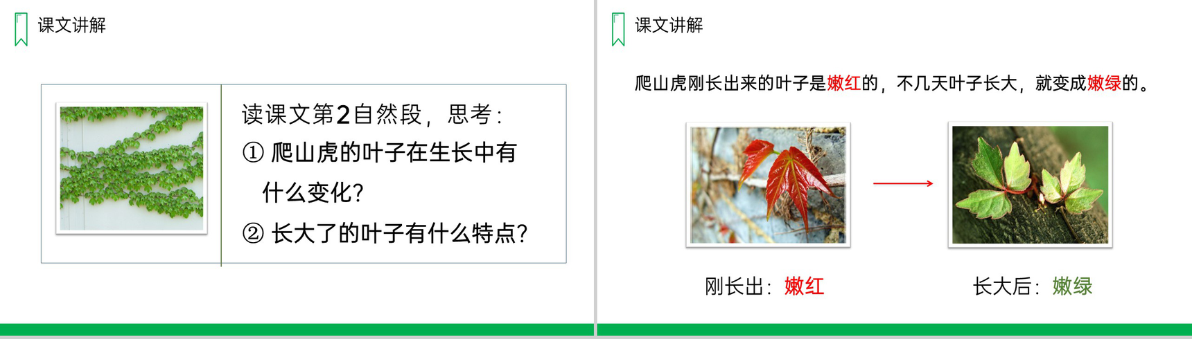 《爬山虎的脚》人教版四年级上册语文PPT课件-7