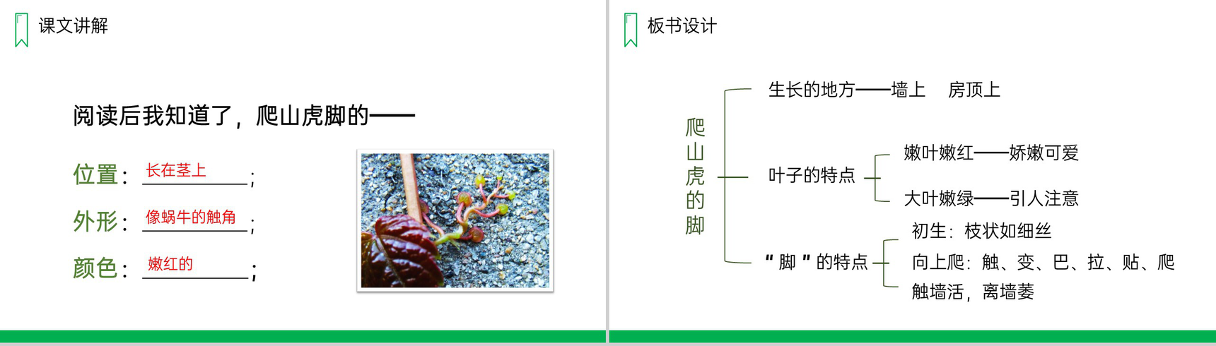 《爬山虎的脚》人教版四年级上册语文PPT课件-9