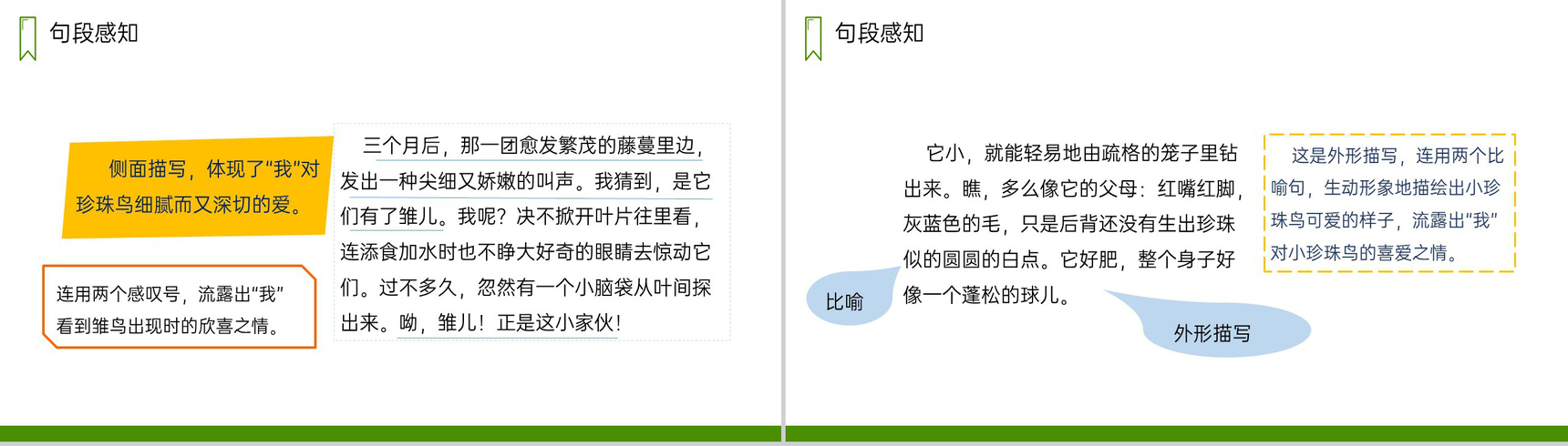 《珍珠鸟》人教版五年级上册语文PPT课件-5