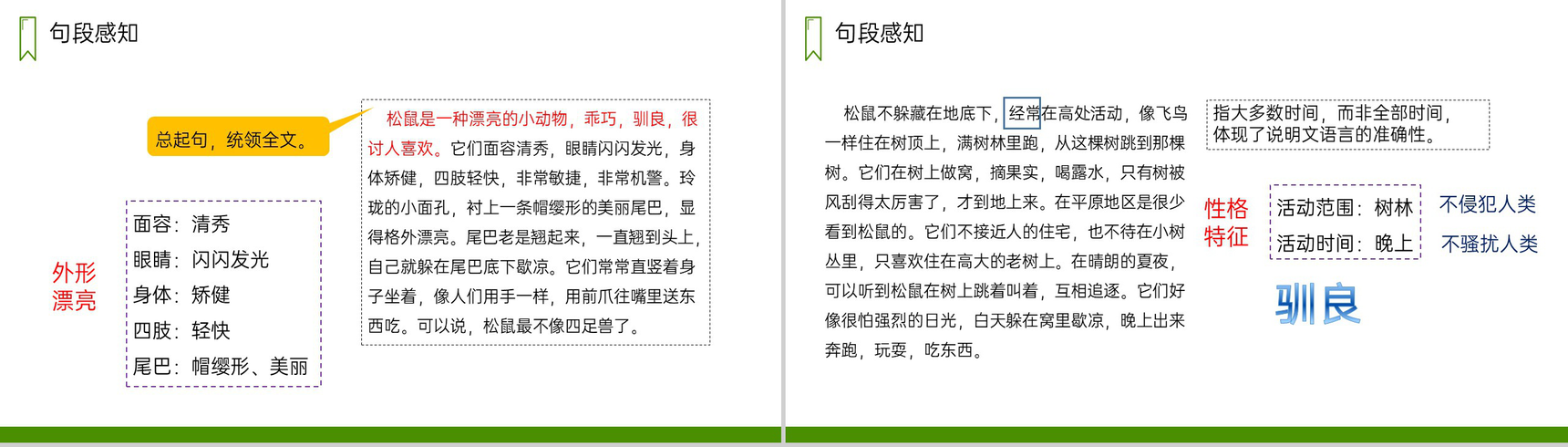 《松鼠》人教版五年级上册语文PPT课件-4