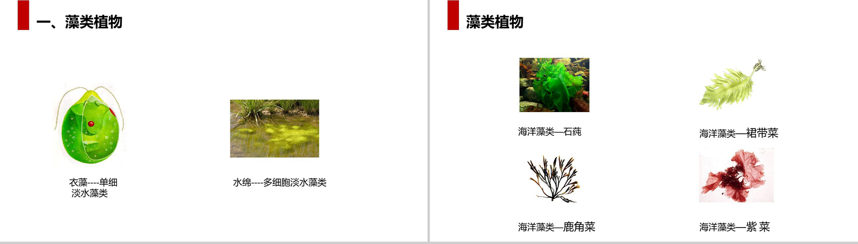 《藻类、苔藓和蕨类植物》人教版七年级初一生物上册PPT课件-3