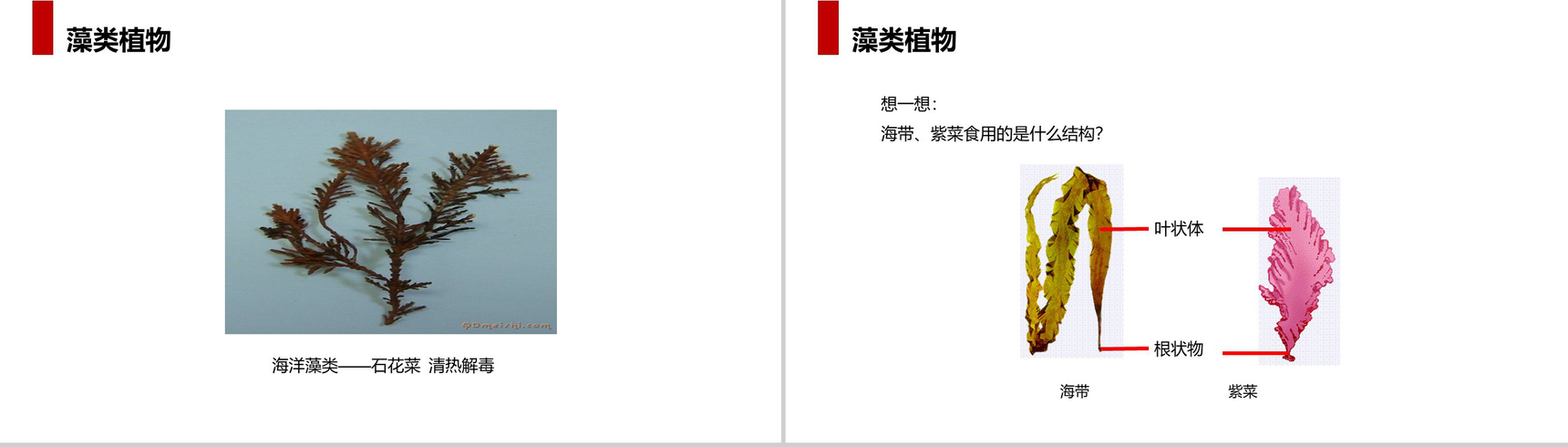 《藻类、苔藓和蕨类植物》人教版七年级初一生物上册PPT课件-4