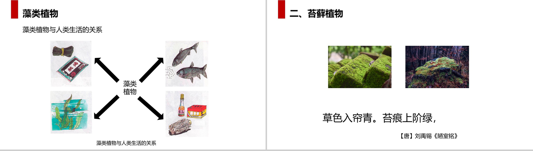 《藻类、苔藓和蕨类植物》人教版七年级初一生物上册PPT课件-6