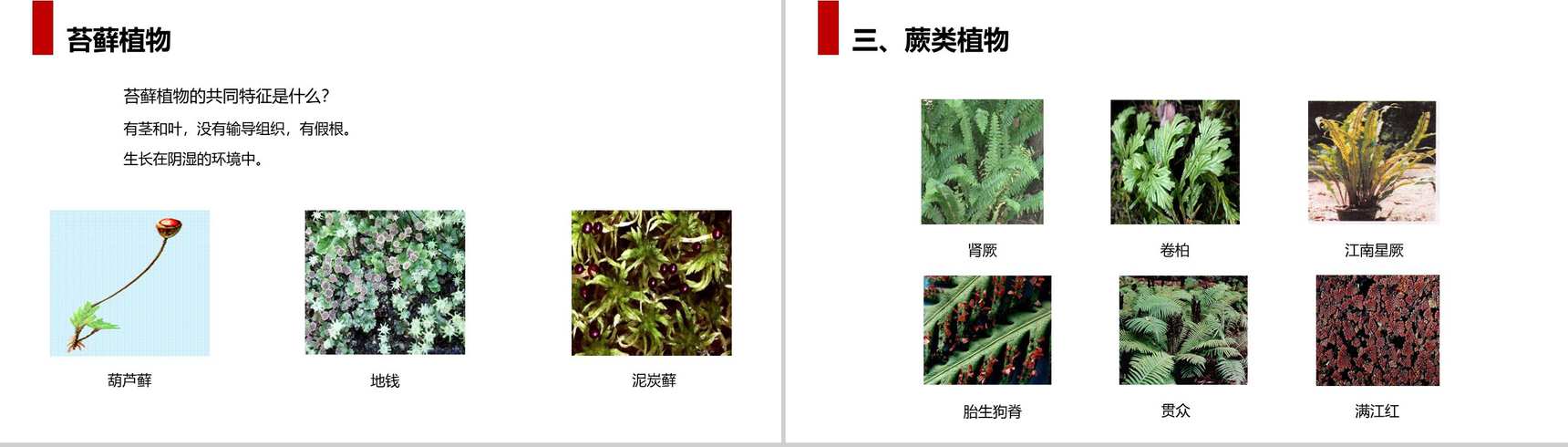 《藻类、苔藓和蕨类植物》人教版七年级初一生物上册PPT课件-8
