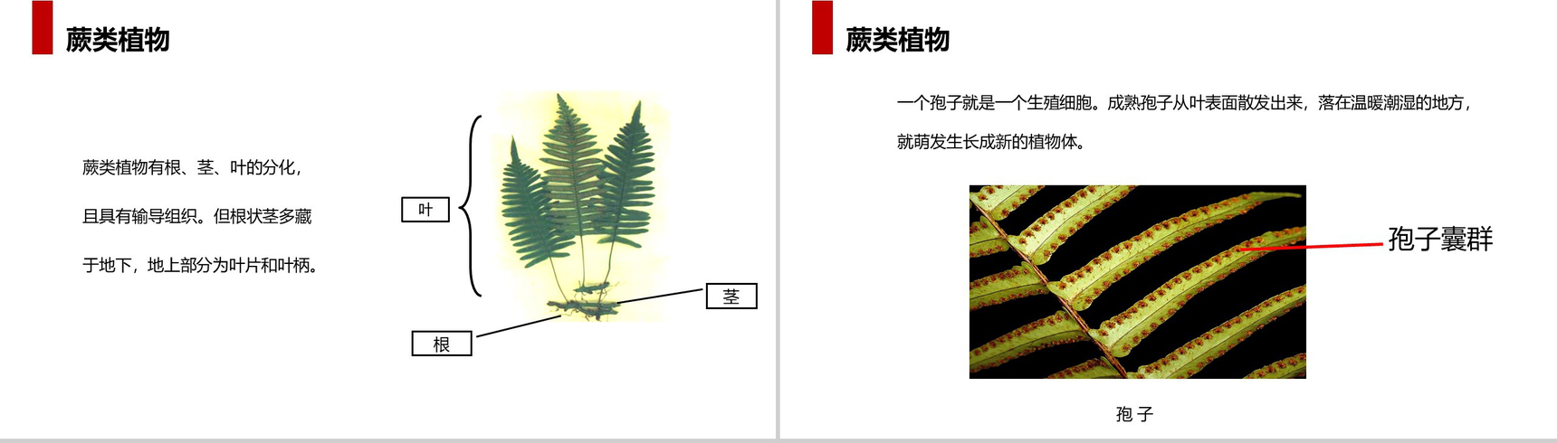 《藻类、苔藓和蕨类植物》人教版七年级初一生物上册PPT课件-9