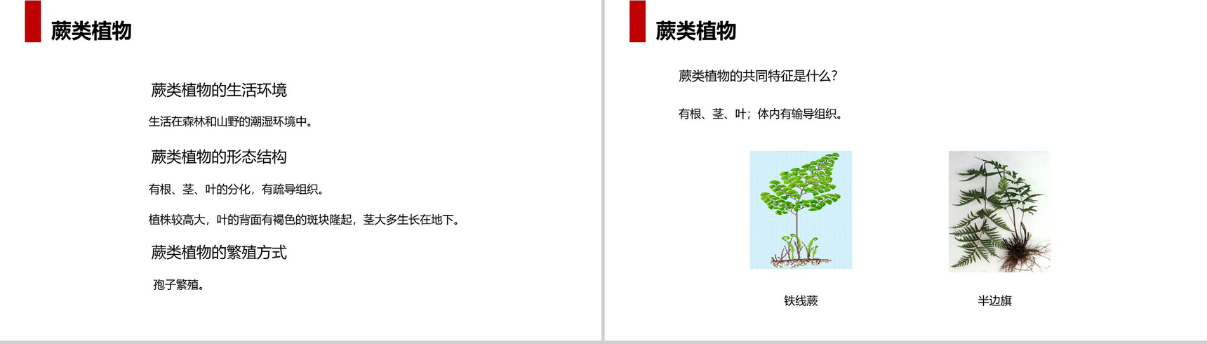 《藻类、苔藓和蕨类植物》人教版七年级初一生物上册PPT课件-10