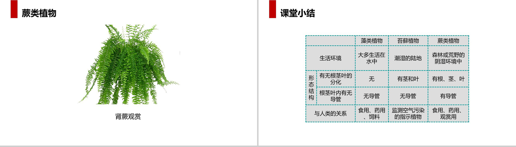 《藻类、苔藓和蕨类植物》人教版七年级初一生物上册PPT课件-11