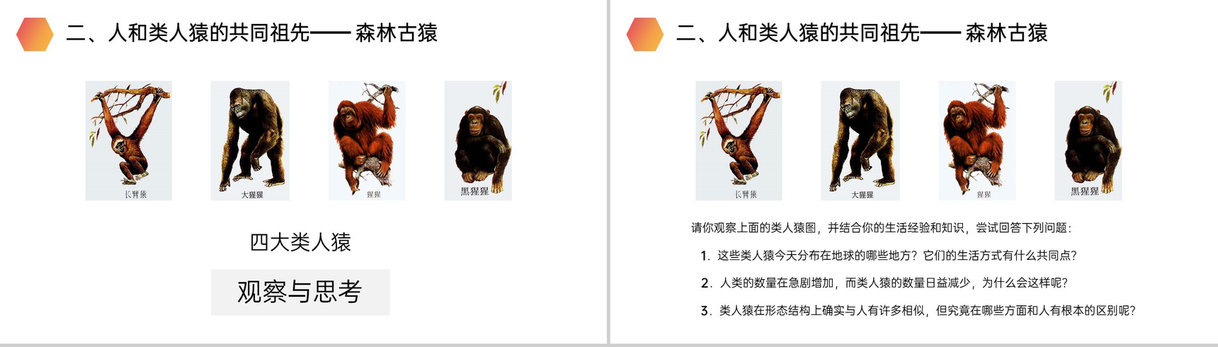 《人类的起源和发展》人教版生物七年级初一下册PPT课件-3
