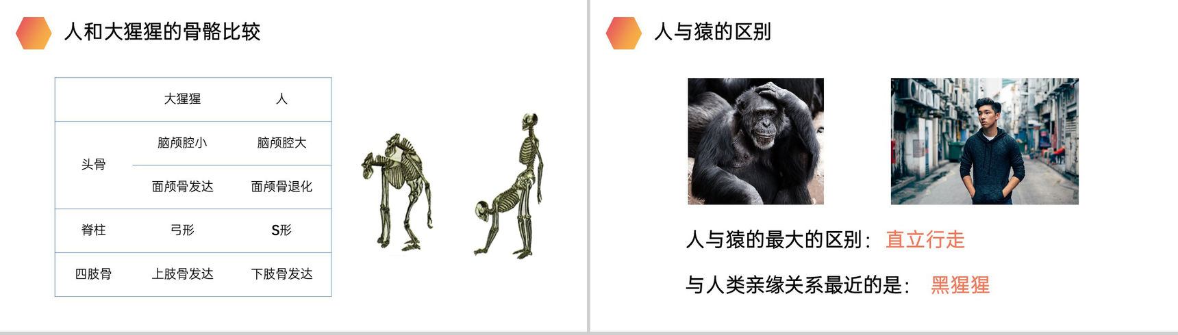 《人类的起源和发展》人教版生物七年级初一下册PPT课件-5