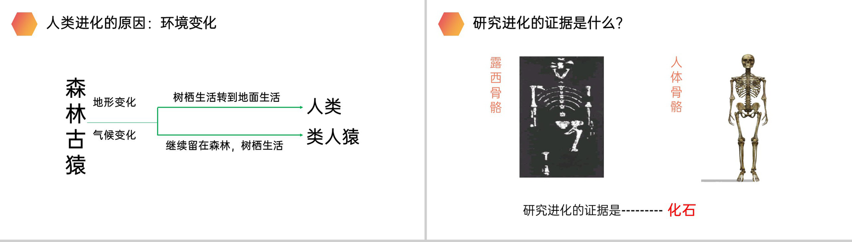 《人类的起源和发展》人教版生物七年级初一下册PPT课件-7