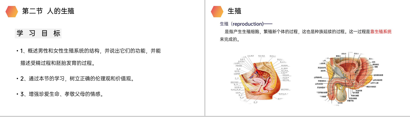 《人的生殖》人教版生物初中七年级初一下册PPT课件-2