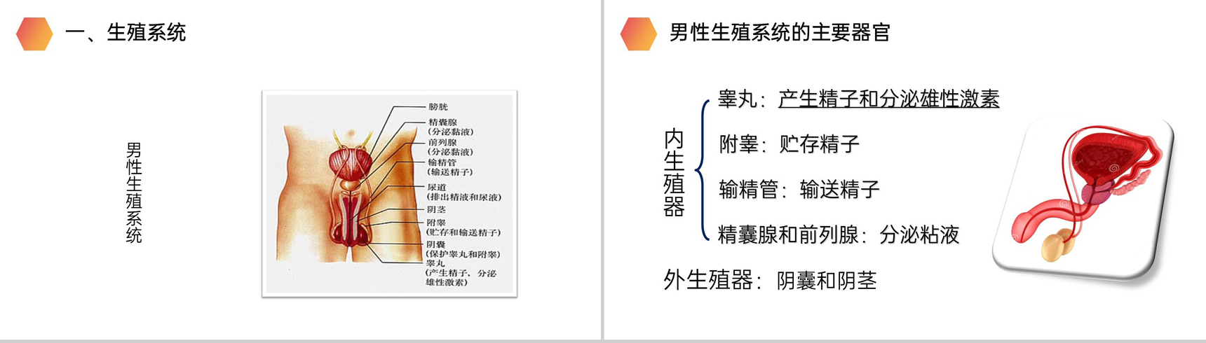 《人的生殖》人教版生物初中七年级初一下册PPT课件-3