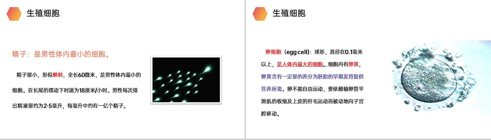 《人的生殖》人教版生物初中七年级初一下册PPT课件-6