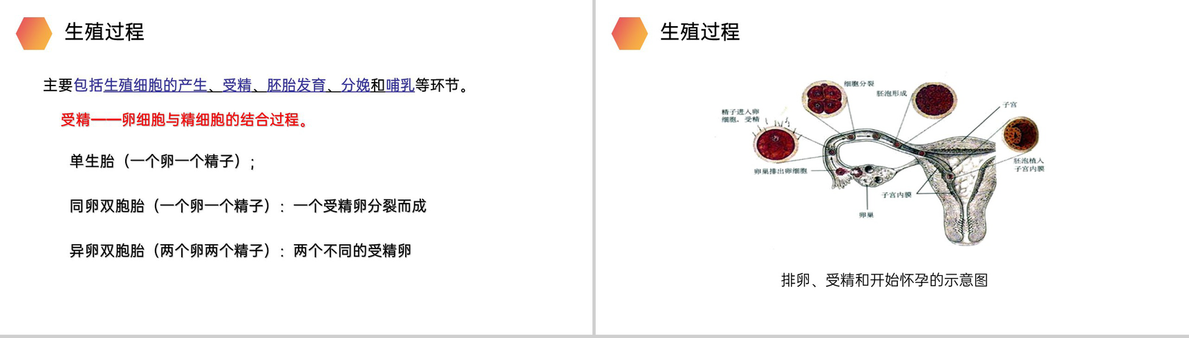 《人的生殖》人教版生物初中七年级初一下册PPT课件-7