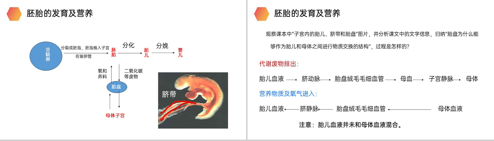 《人的生殖》人教版生物初中七年级初一下册PPT课件-8