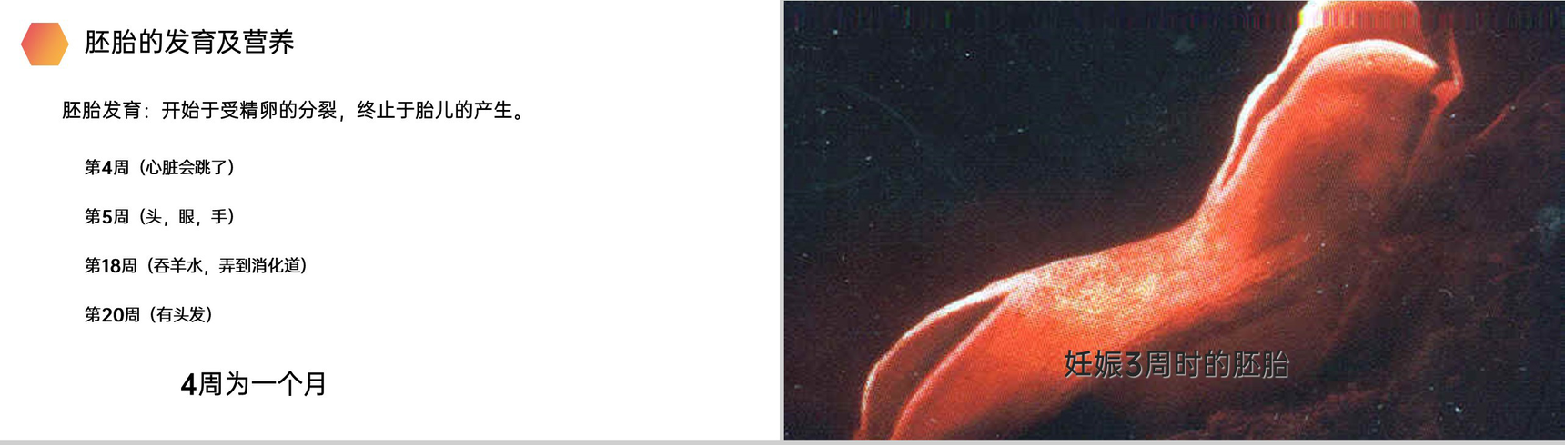 《人的生殖》人教版生物初中七年级初一下册PPT课件-9