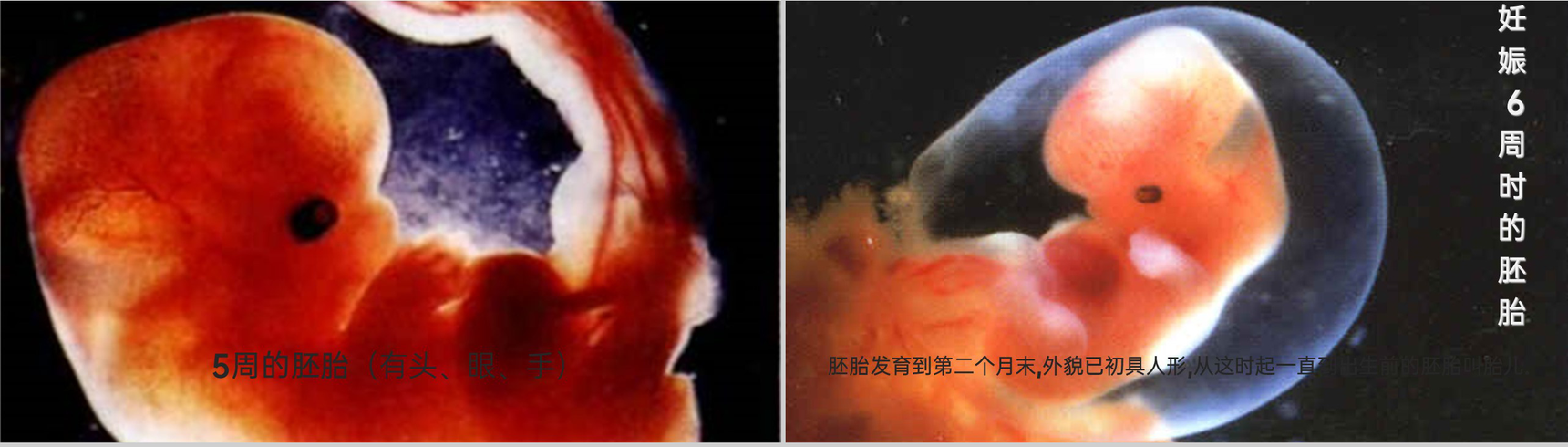 《人的生殖》人教版生物初中七年级初一下册PPT课件-10