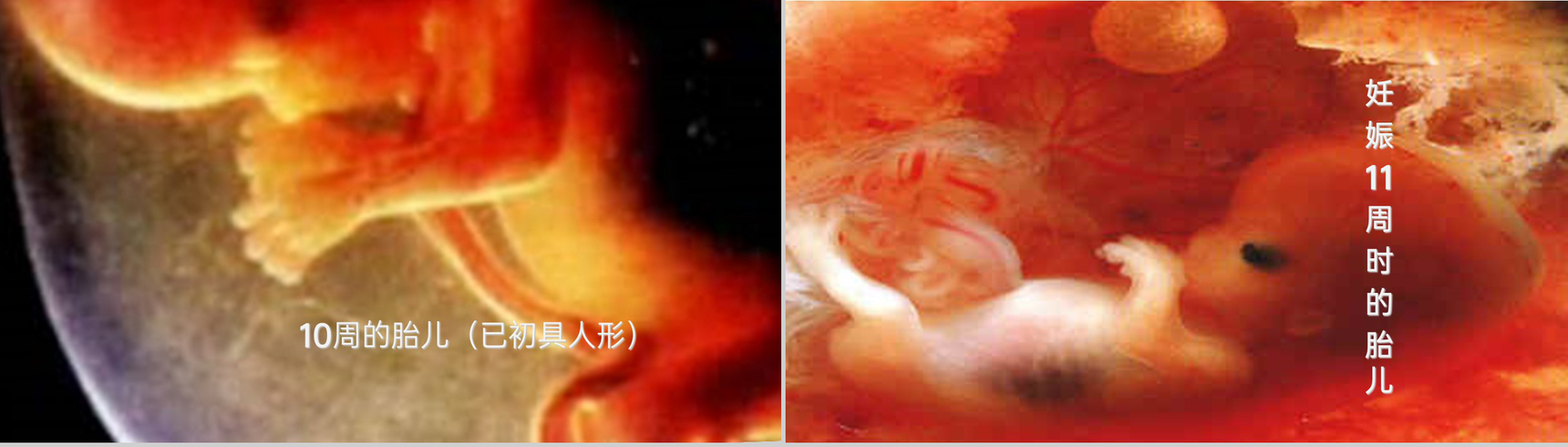 《人的生殖》人教版生物初中七年级初一下册PPT课件-11