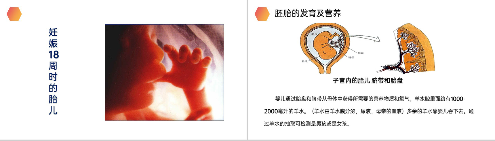 《人的生殖》人教版生物初中七年级初一下册PPT课件-12