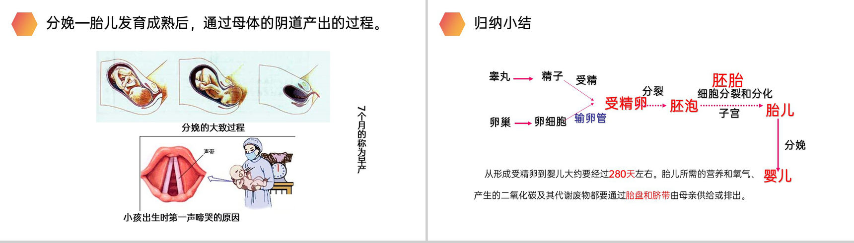 《人的生殖》人教版生物初中七年级初一下册PPT课件-13