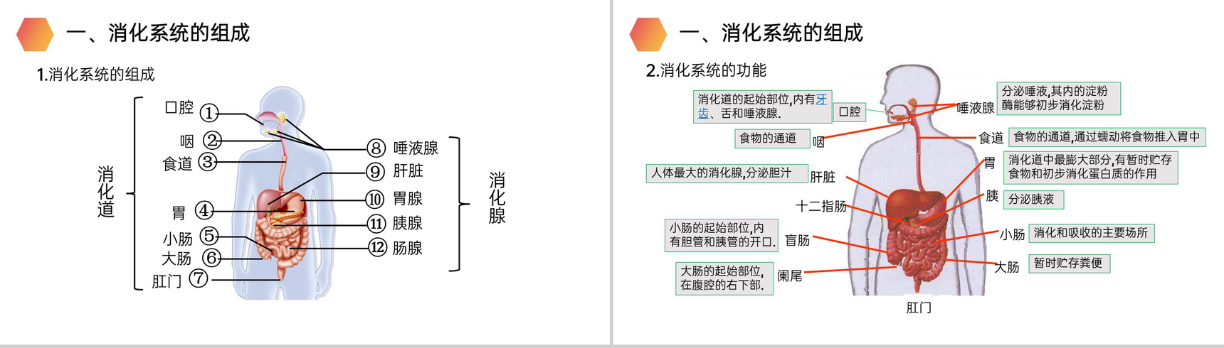 《消化和吸收》人教版生物七年级初一下册PPT课件-3