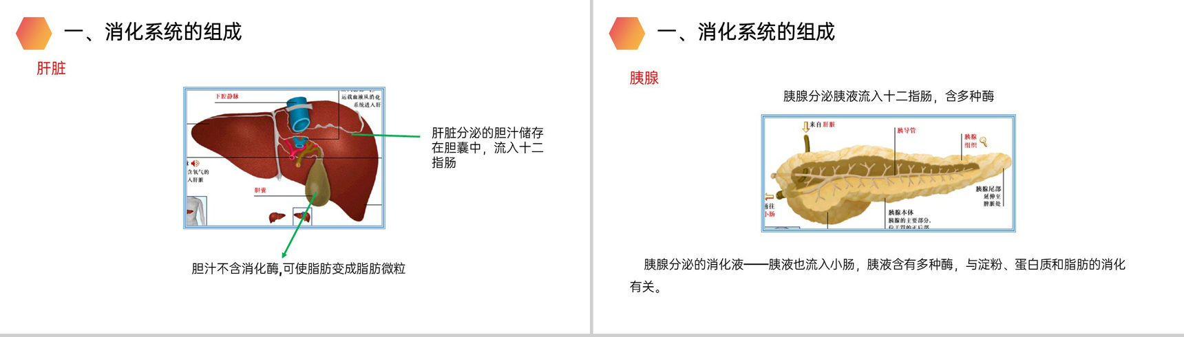 《消化和吸收》人教版生物七年级初一下册PPT课件-4