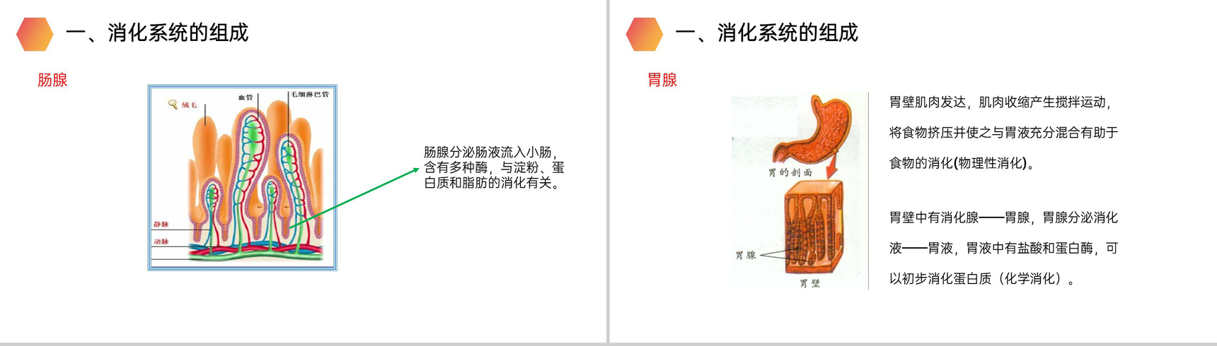 《消化和吸收》人教版生物七年级初一下册PPT课件-5