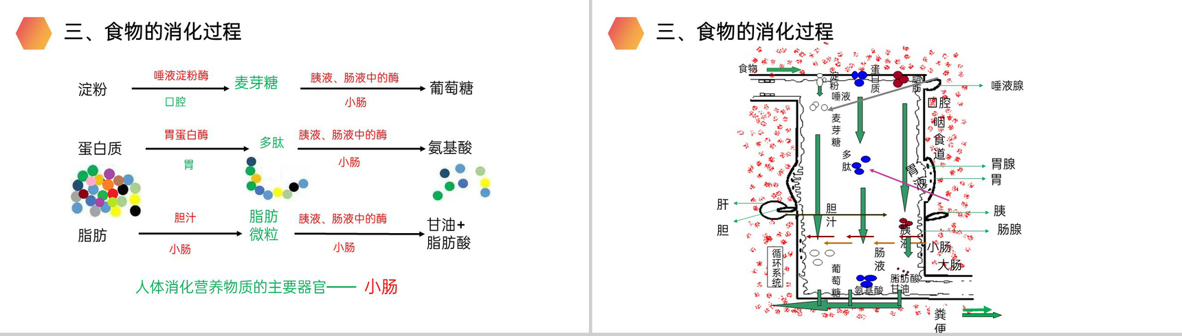 《消化和吸收》人教版生物七年级初一下册PPT课件-10