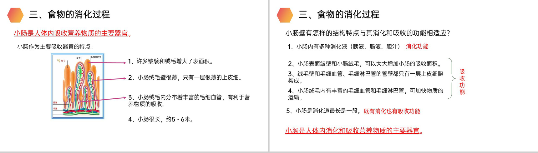 《消化和吸收》人教版生物七年级初一下册PPT课件-13