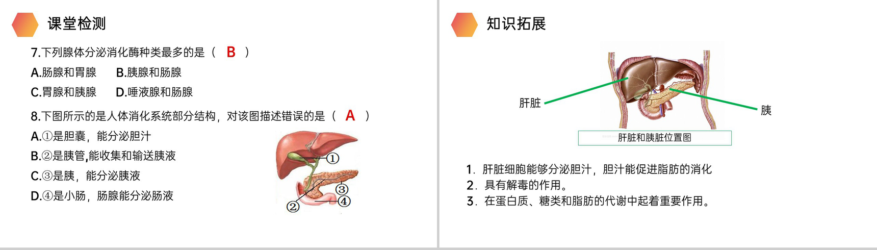 《消化和吸收》人教版生物七年级初一下册PPT课件-17