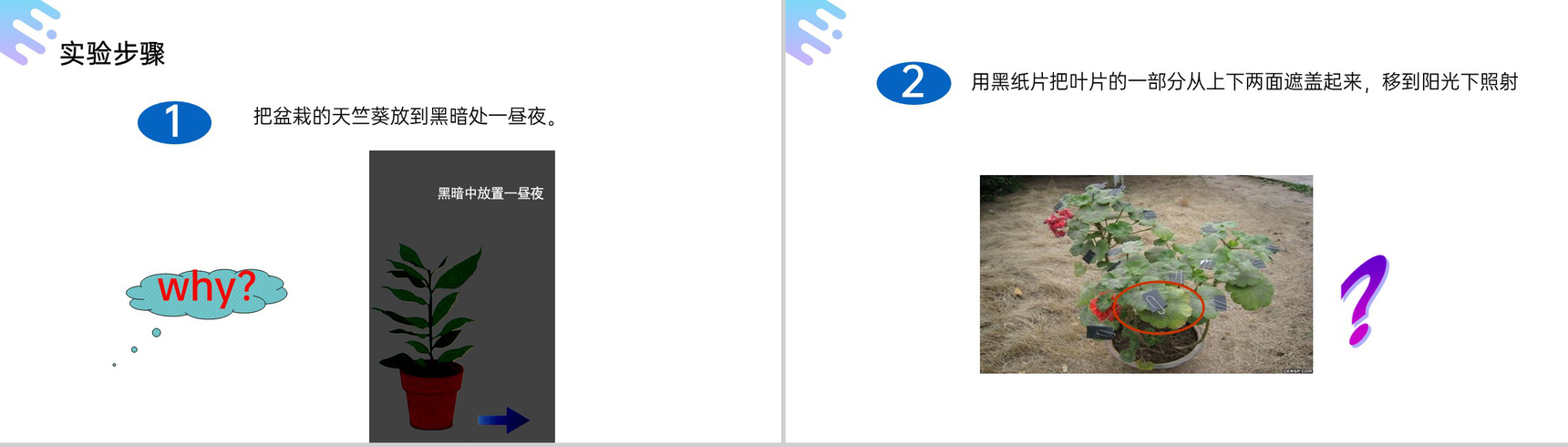 《绿色植物是生物圈中有机物的制造者》人教版七年级初一上册生物PPT课件-4