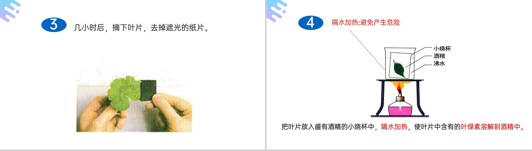 《绿色植物是生物圈中有机物的制造者》人教版七年级初一上册生物PPT课件-5