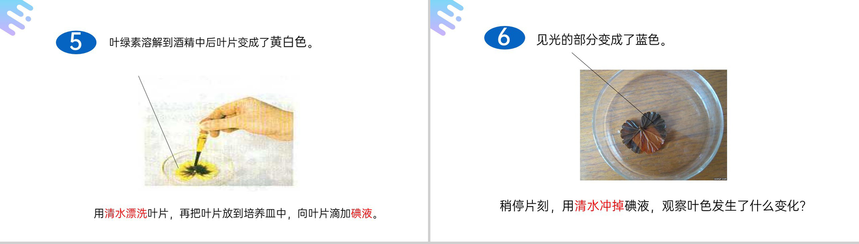 《绿色植物是生物圈中有机物的制造者》人教版七年级初一上册生物PPT课件-6