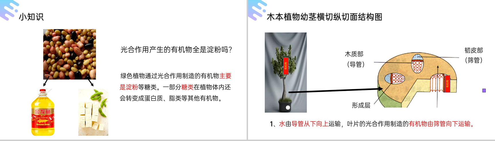 《绿色植物是生物圈中有机物的制造者》人教版七年级初一上册生物PPT课件-9
