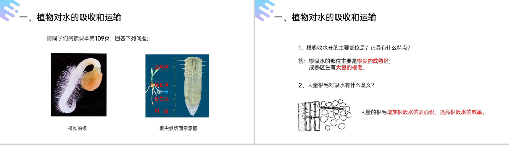 《绿色植物与生物圈的水循环》人教版七年级初一上册生物PPT课件-3