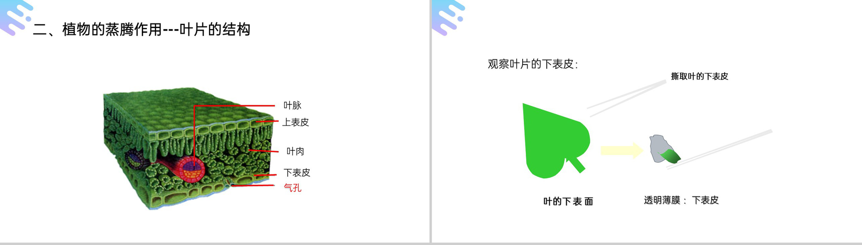 《绿色植物与生物圈的水循环》人教版七年级初一上册生物PPT课件-11