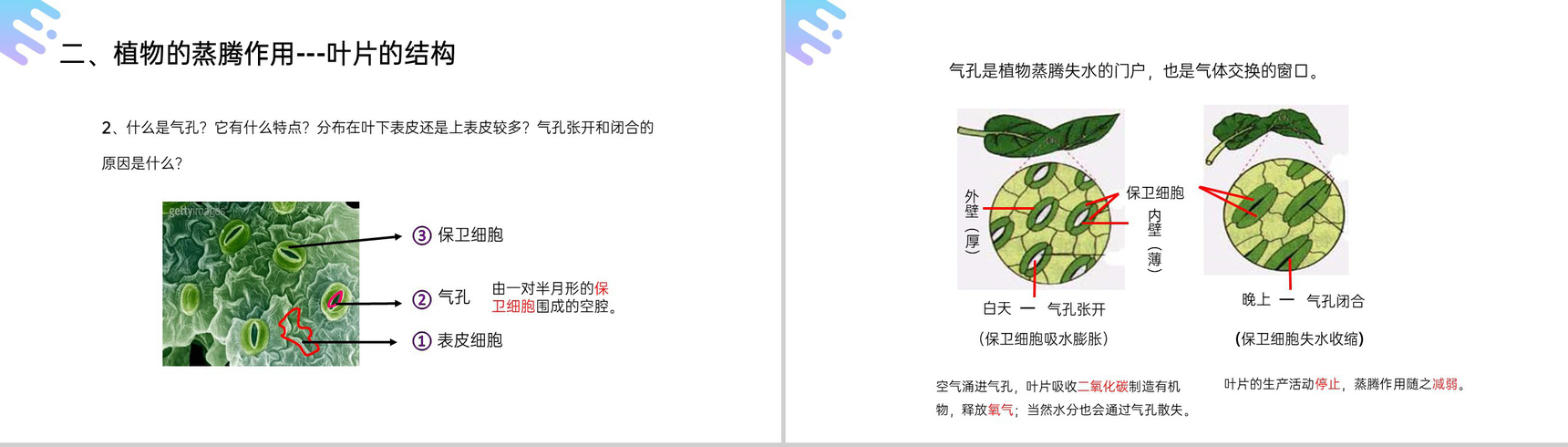 《绿色植物与生物圈的水循环》人教版七年级初一上册生物PPT课件-13