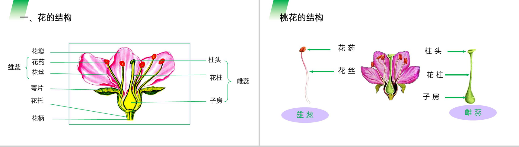 《开花和结果》人教版七年级初一生物上册PPT课件-2