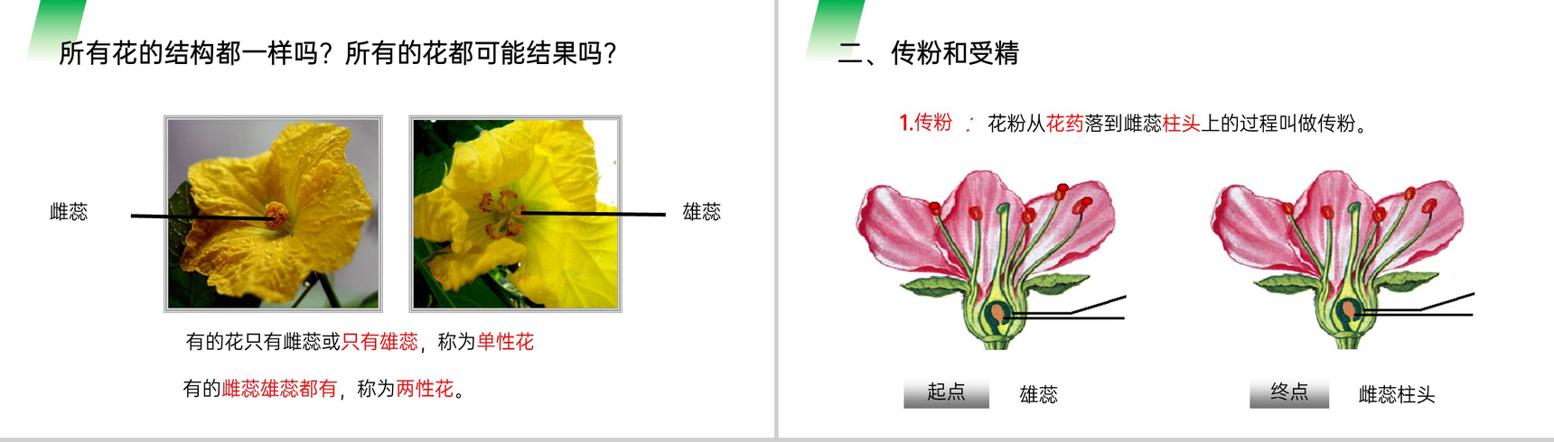 《开花和结果》人教版七年级初一生物上册PPT课件-4