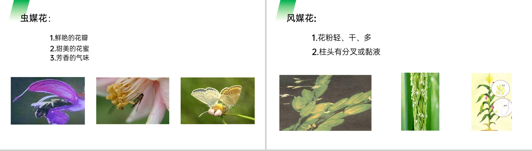 《开花和结果》人教版七年级初一生物上册PPT课件-6