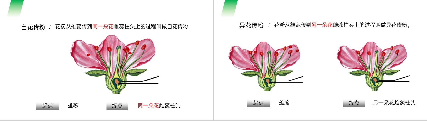 《开花和结果》人教版七年级初一生物上册PPT课件-5