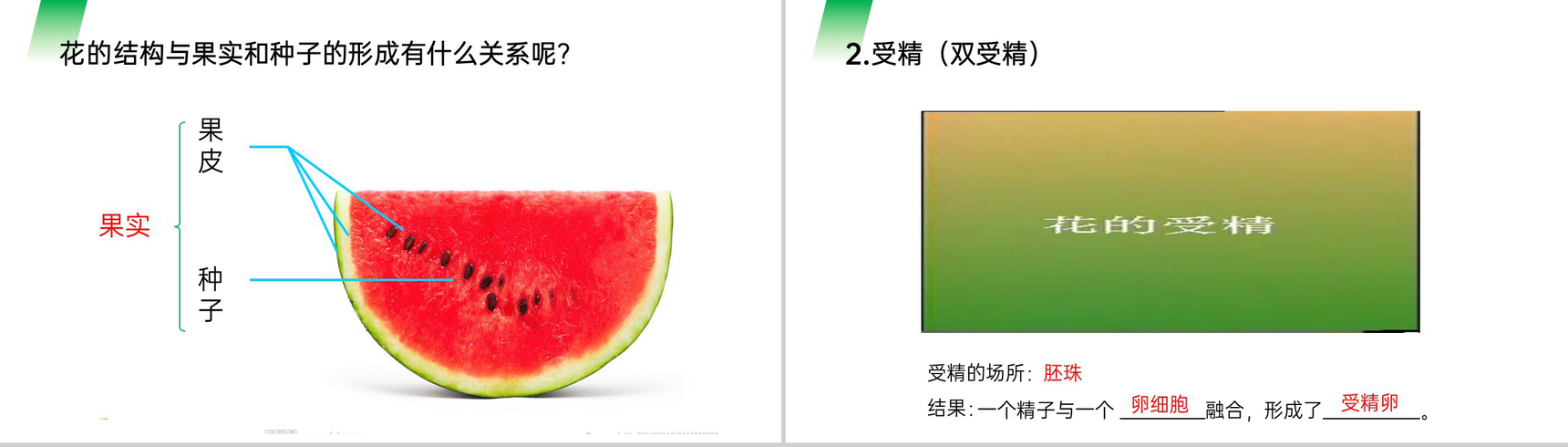 《开花和结果》人教版七年级初一生物上册PPT课件-7