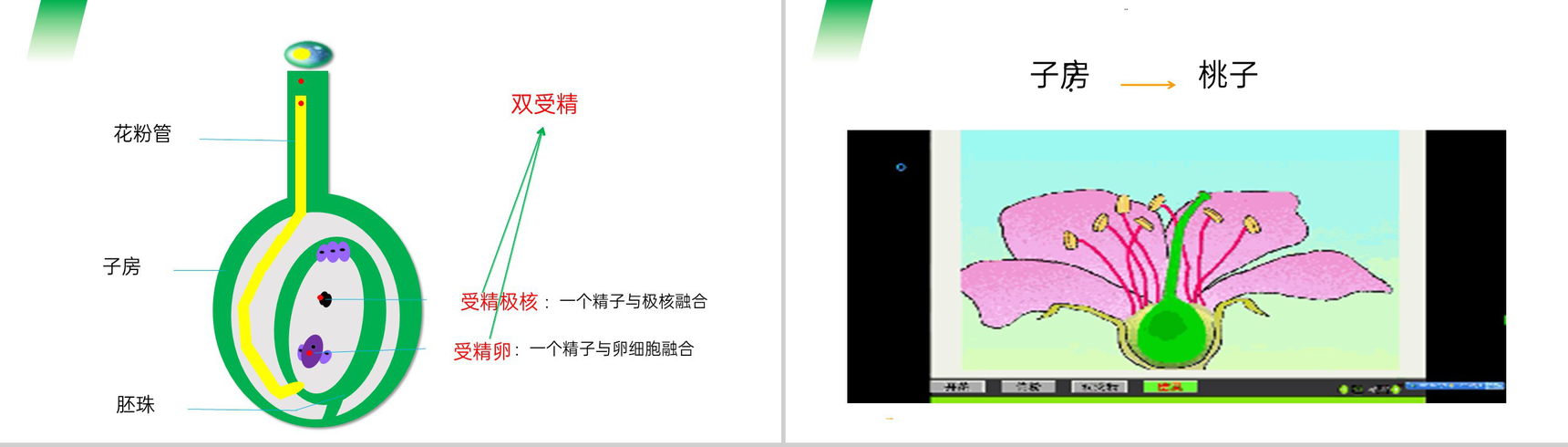 《开花和结果》人教版七年级初一生物上册PPT课件-8