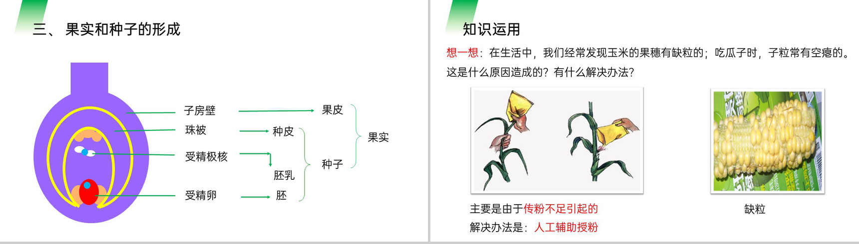 《开花和结果》人教版七年级初一生物上册PPT课件-9