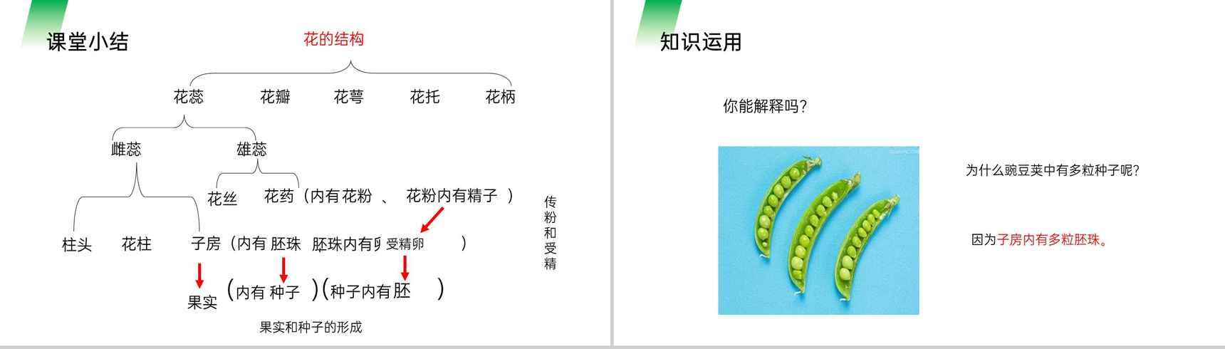 《开花和结果》人教版七年级初一生物上册PPT课件-10