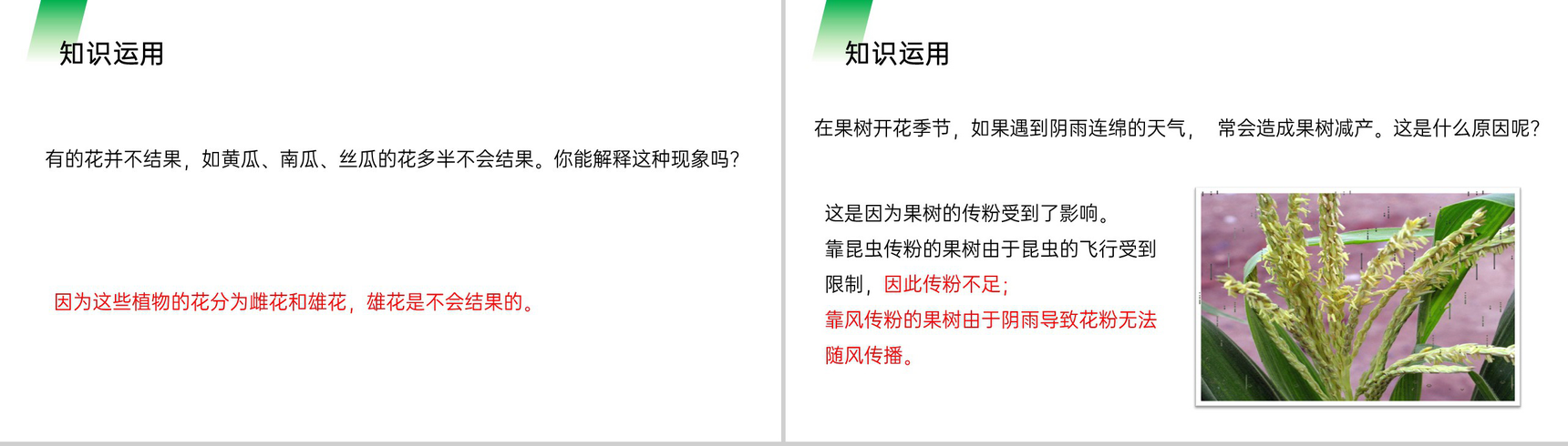《开花和结果》人教版七年级初一生物上册PPT课件-11